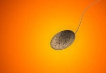 spermatorrea