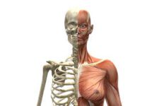 psoas e ansia
