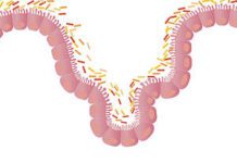 il microbiota intestinale