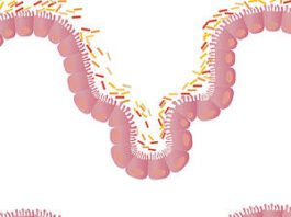 il microbiota intestinale