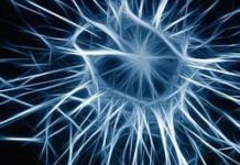 neuroni e alzheimer